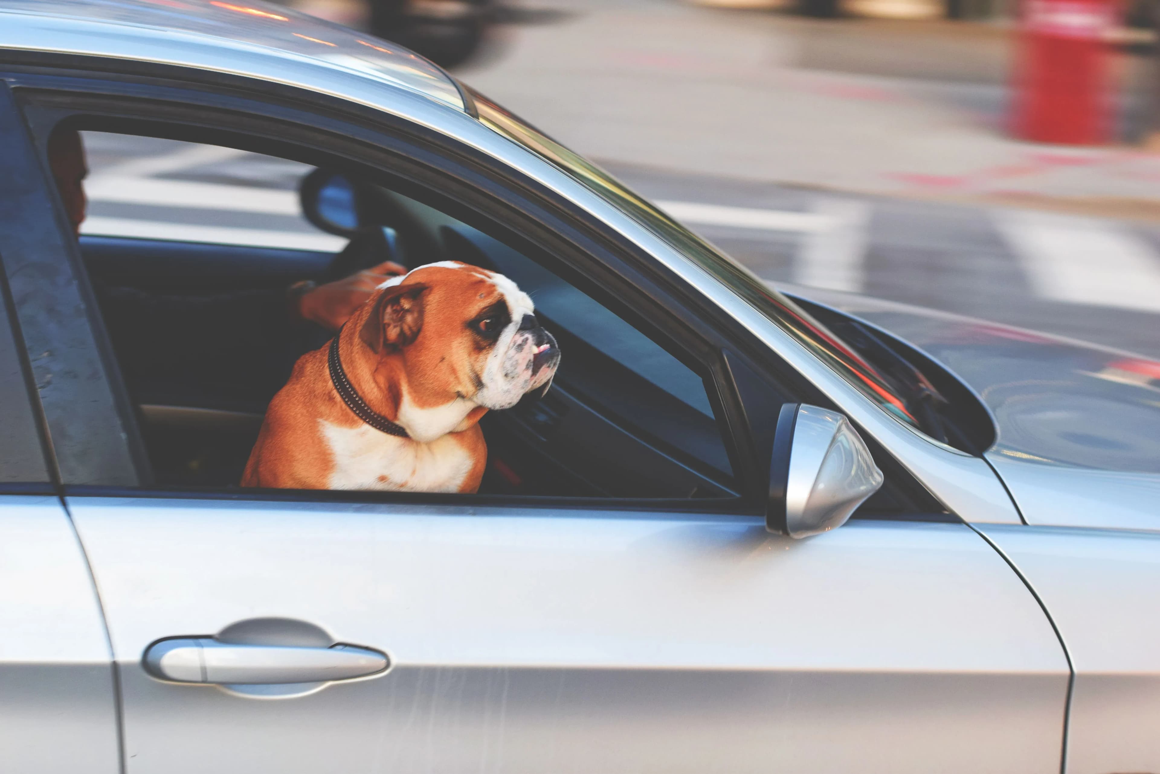 Viajar con Mascotas a Reta: Reglas, Consejos y Alojamientos Pet-Friendly