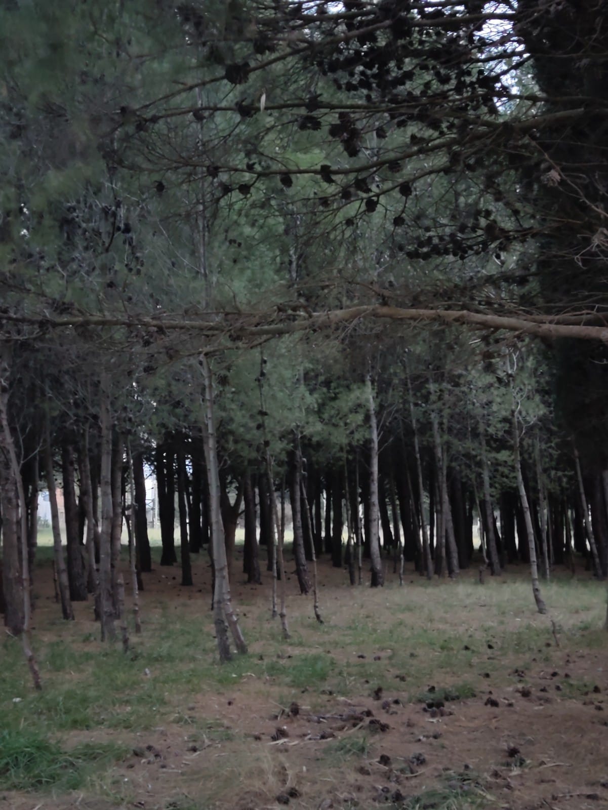 Bosque de Pinos en Balneario Reta