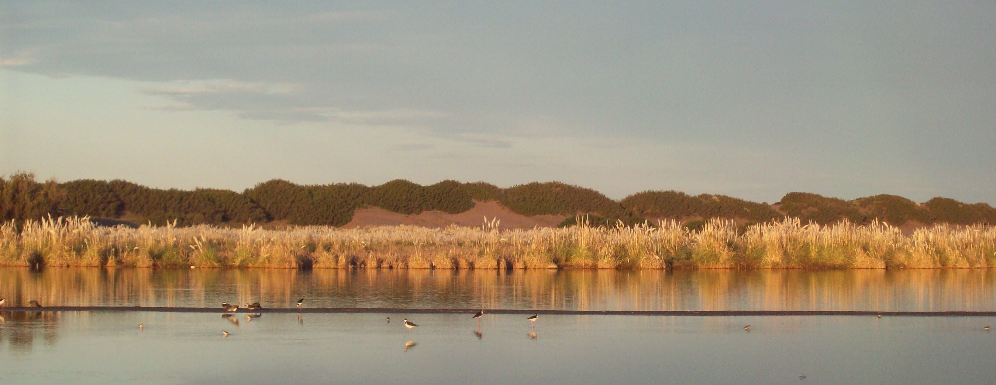 Juncales de la Albufera de Reta