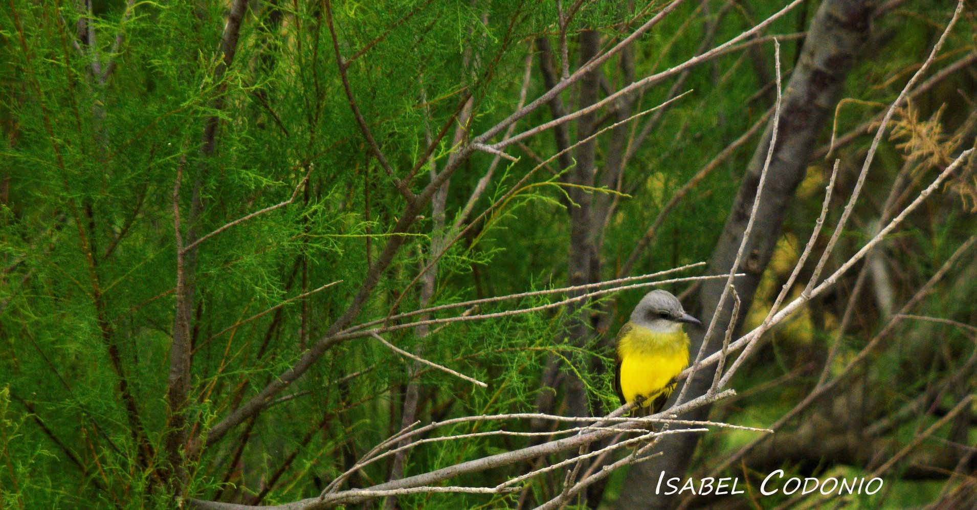 Pájaro en los Pastizales de la Albufera de Reta